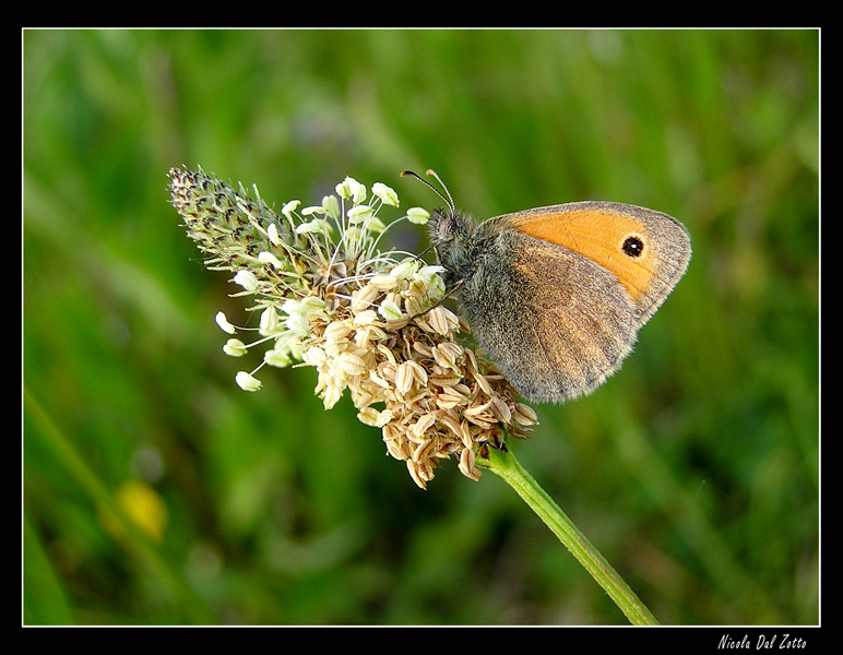 farfalle